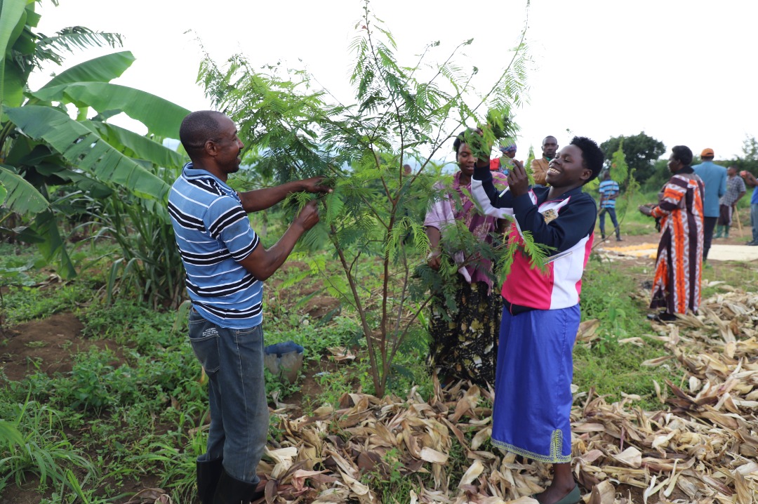 A year after, Rwimiyaga farmers joyfully harvested calliandra callothyrsus